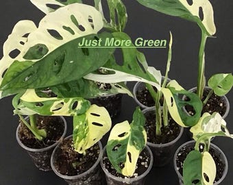 Variegated Monstera Adansonii Albo Plant/ one leaf/ Starter plant.
