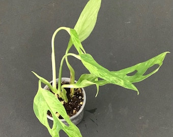 Variegated Monstera Adansonii Mint Rooted Plant