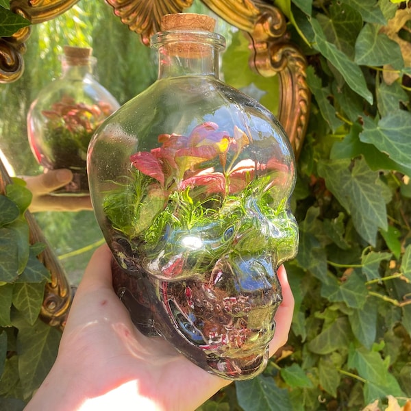 Terrarium Tête de mort