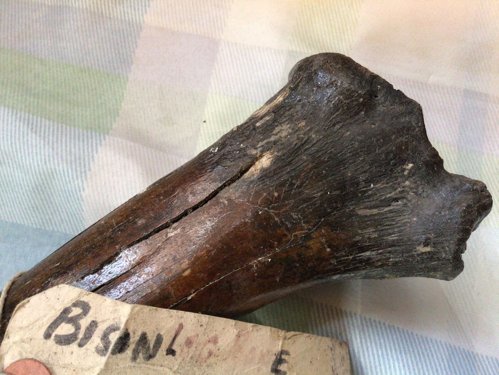 Prehistoric 50000 Year Old Bison Leg Bone Found on the Brown Etsy