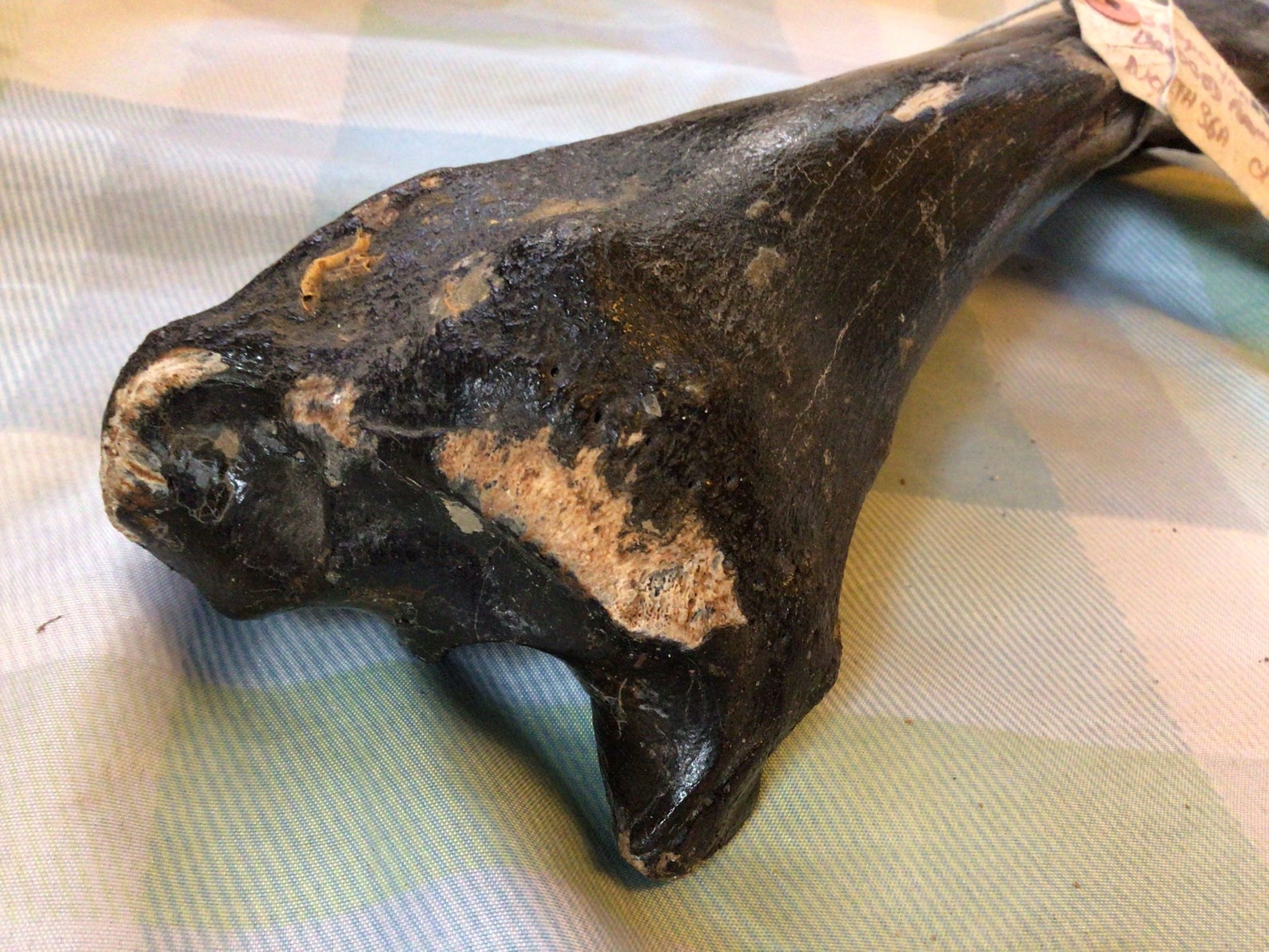 Prehistoric 50000 Year Old Bison Leg Bone Found on the Brown Etsy