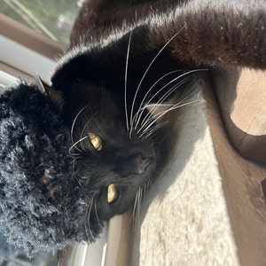 Könnte beinhalten: Eine schwarze Katze mit gelben Augen trägt einen flauschigen schwarzen Hut. Die Katze liegt, der Kopf zum Betrachter geneigt. Lange weiße Schnurrhaare erstrecken sich von ihrem Gesicht. Der Hintergrund umfasst ein Fenster und eine braune Oberfläche.