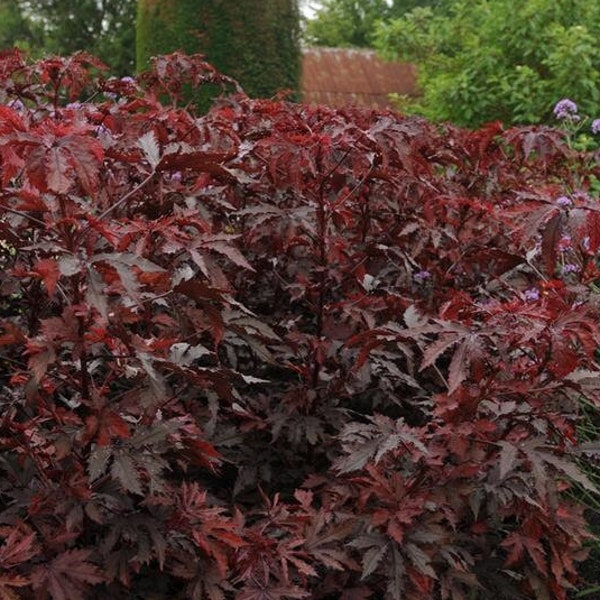 Live Plants Hibiscus 'Mahogany Splendor' Plugs