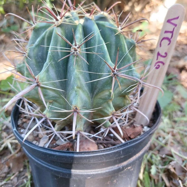 Variegated Ferocactus Herrerae