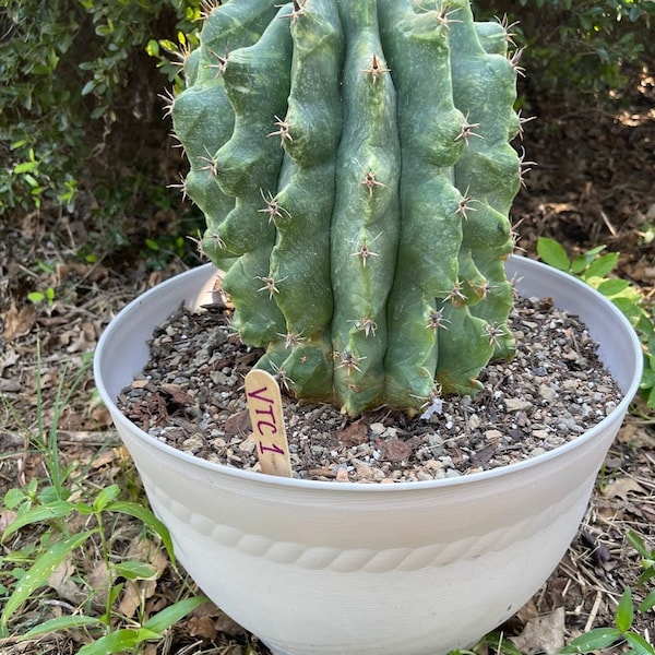 Variegated Ferocactus Horridus Brevispinus