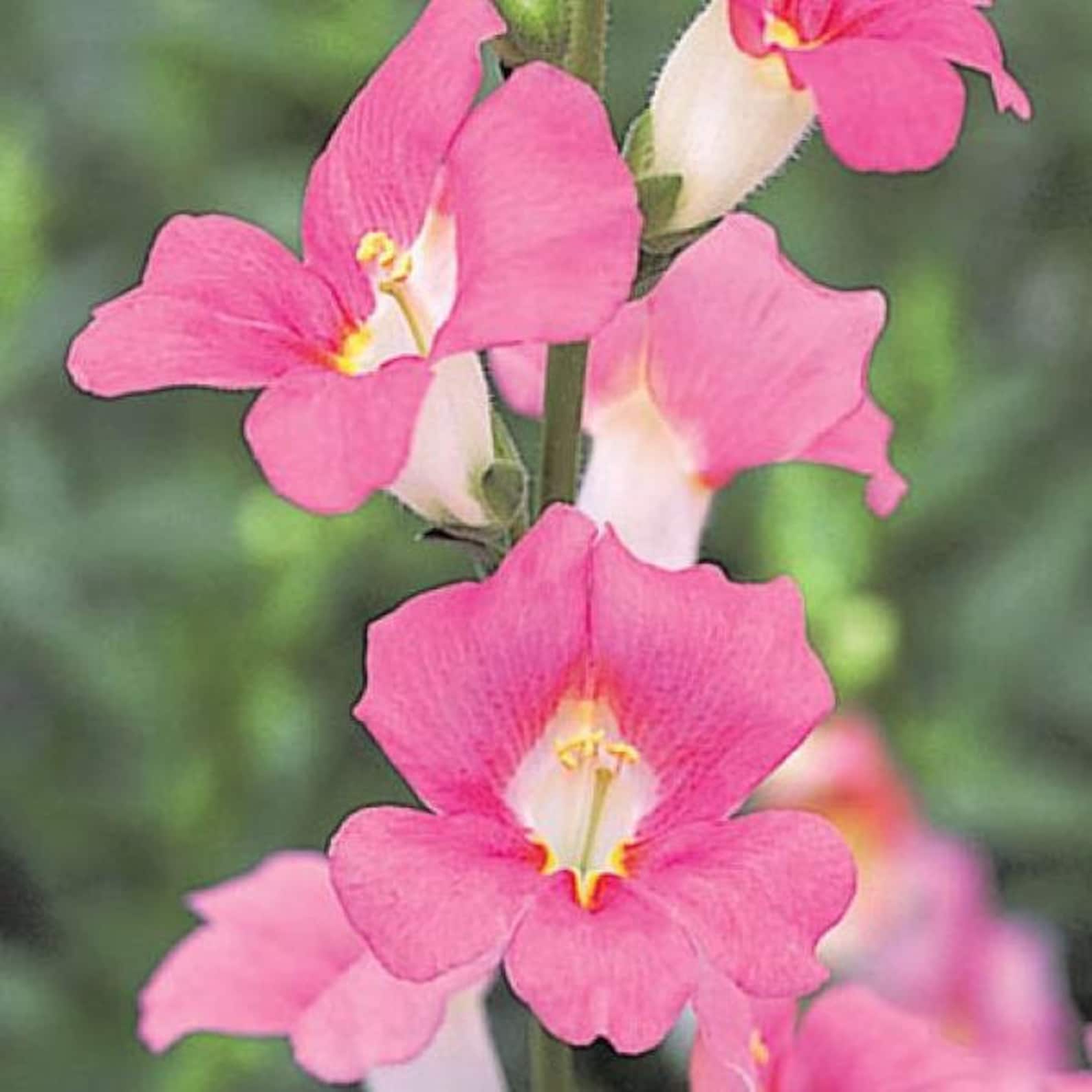 Snapdragon Chantilly Mix Two Live Starter Plant Etsy