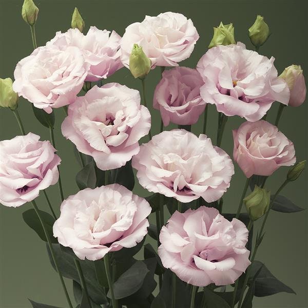 Lisianthus Plant Plugs Etsy