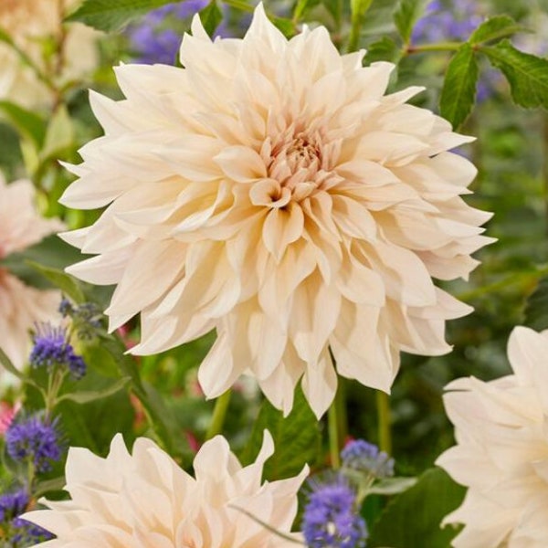 Cafe au Lait Dinnerplate Dahlia Tubers *TOP Seller* - SPRING PREORDERS