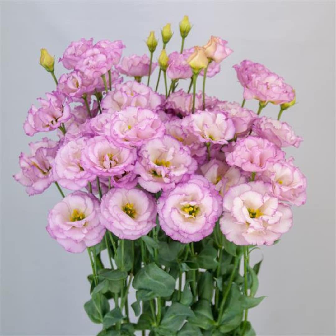 Live Plants Arosa 1 Lilac Lisianthus Plugs Etsy