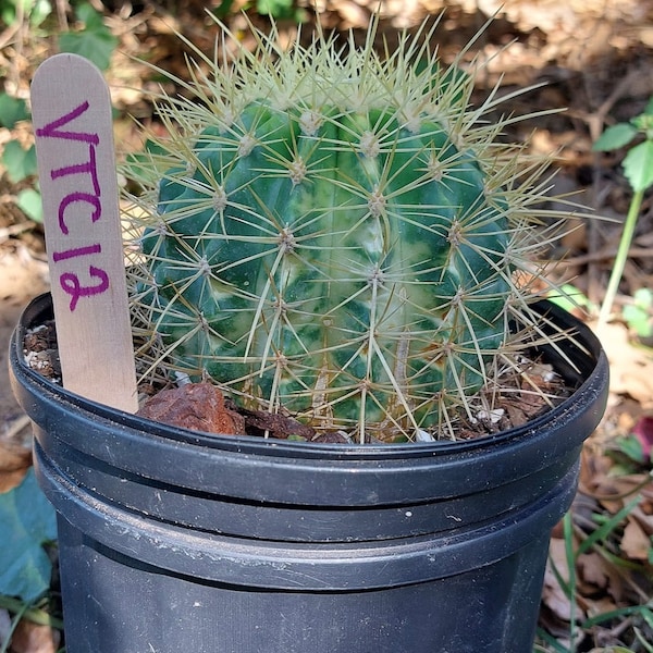 Variegated Ferocactus Grusonii