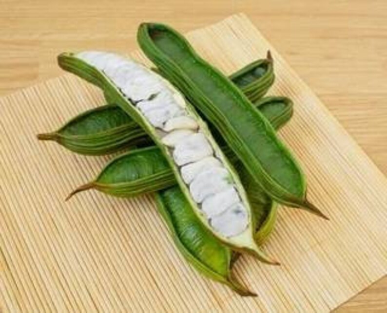 Ice Cream Bean Tree inga Edulis Delicious Ice Cream Fruits Etsy