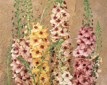 Live Plants Verbascum 'Southern Charm' Plugs (Mullein)
