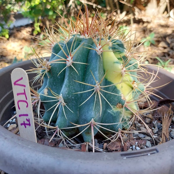 Variegated Ferocactus Hybrid