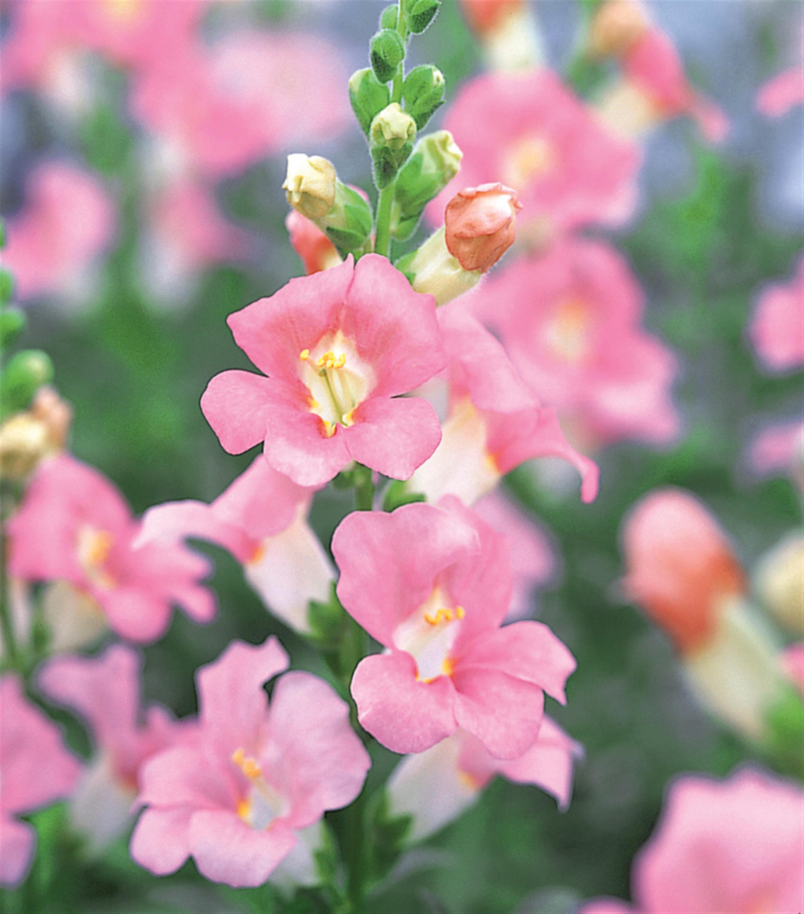 Snapdragon Chantilly Mix Two Live Starter Plant Etsy