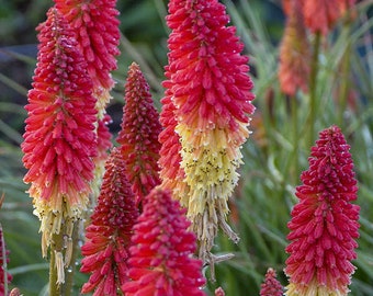 Live Plants Torch Lily 'Rocket's Red Glare' Bareroot Plants | Kniphofia Red Hot Poker