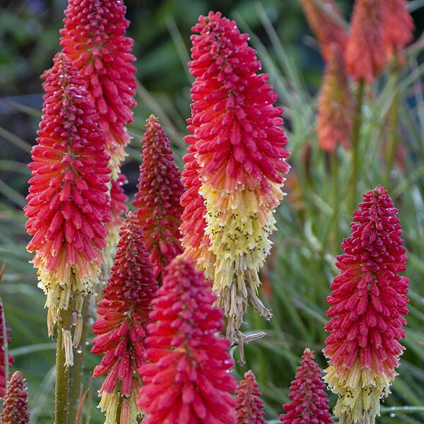 Live Plants Torch Lily 'Rocket's Red Glare' Bareroot Plants | Kniphofia Red Hot Poker