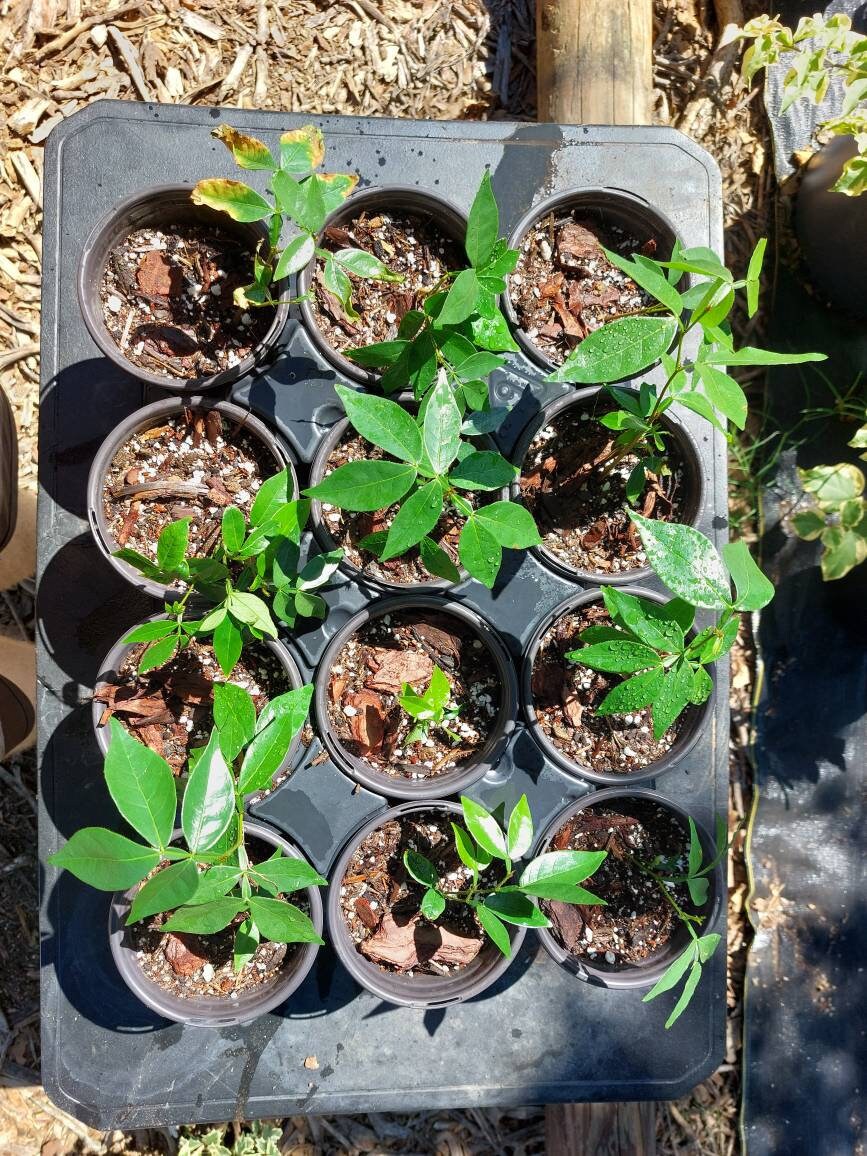 Ice Cream Bean Tree inga Edulis Delicious Ice Cream Fruits Etsy