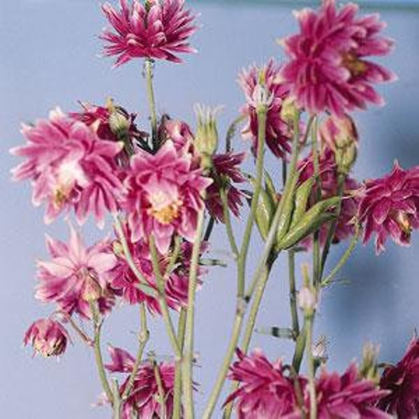 Live Plants Rare Columbine 'Barlow Nora' 1-Gallon Bare-root (Aquilegia vulgaris) Shade Garden - SPRING PREORDERS