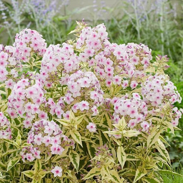 Live Plants Variegated Phlox 'Nora Leigh' Plugs