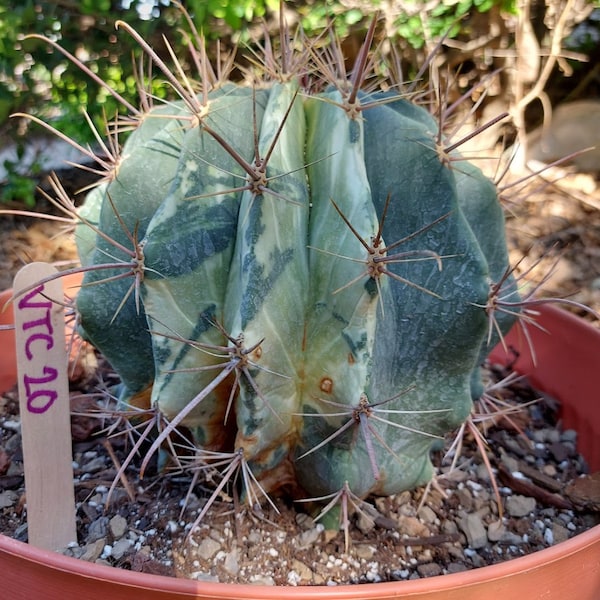 Variegated Ferocactus Rectispinus