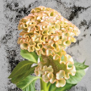 Live Plants Celosia 'Turbo Pearl' 3 Plugs | Cockscomb - SPRING PREORDERS!