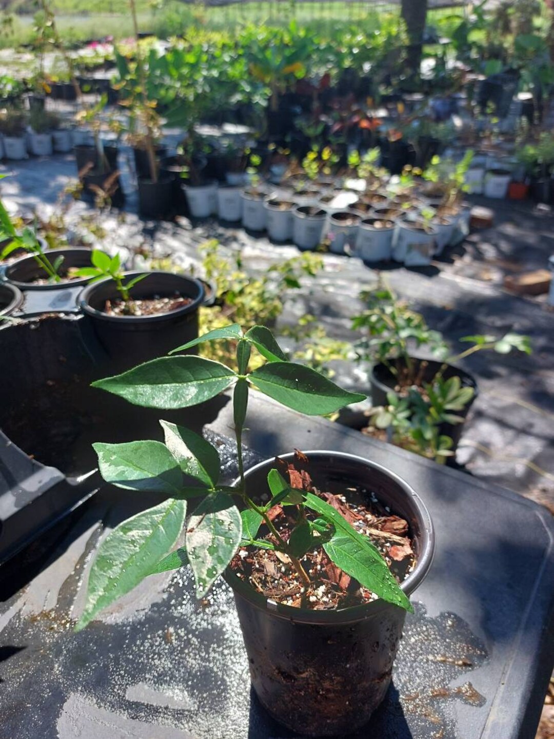 Ice Cream Bean Tree inga Edulis Delicious Ice Cream Fruits Etsy