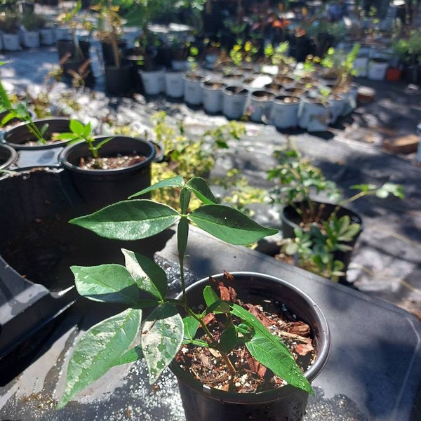 Ice Cream Bean Seed Etsy