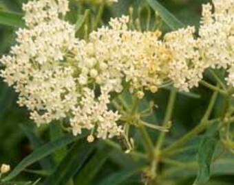 Ice Ballet Swamp Milkweed Butterfly Weed Asclepias Incarnata Premium ...