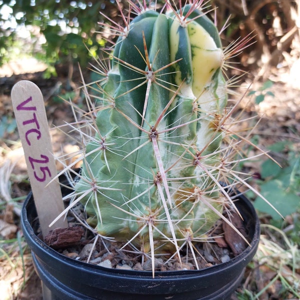 Variegated Ferocactus Stainesii