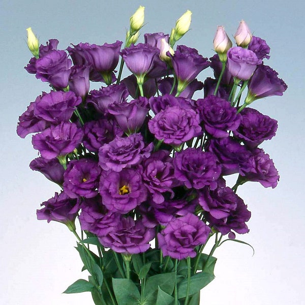 Lisianthus Plant Plugs Etsy