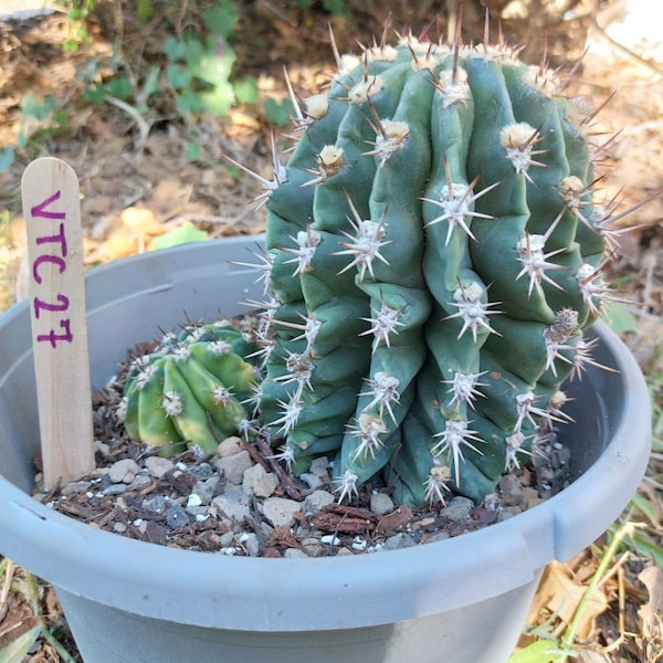 Variegated Echinopsis Oxygona