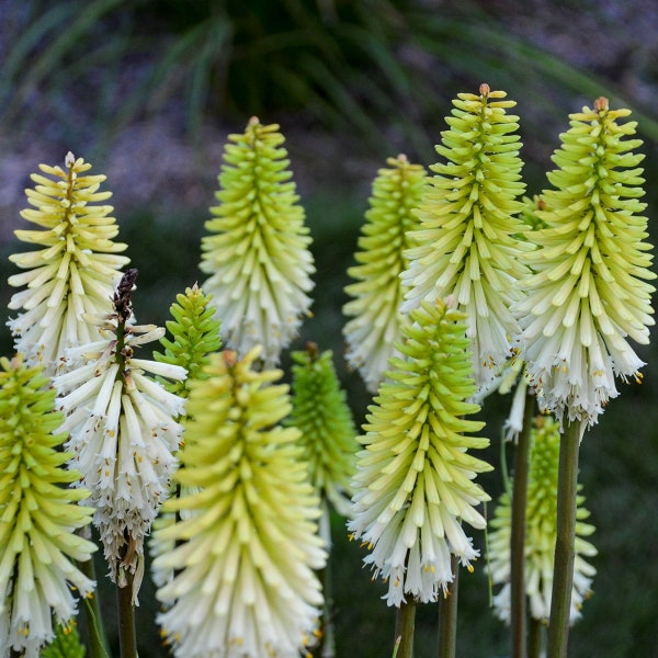 Live Plants Torch Lily 'Lady Luck' Bareroot Plants | Kniphofia Red Hot Poker