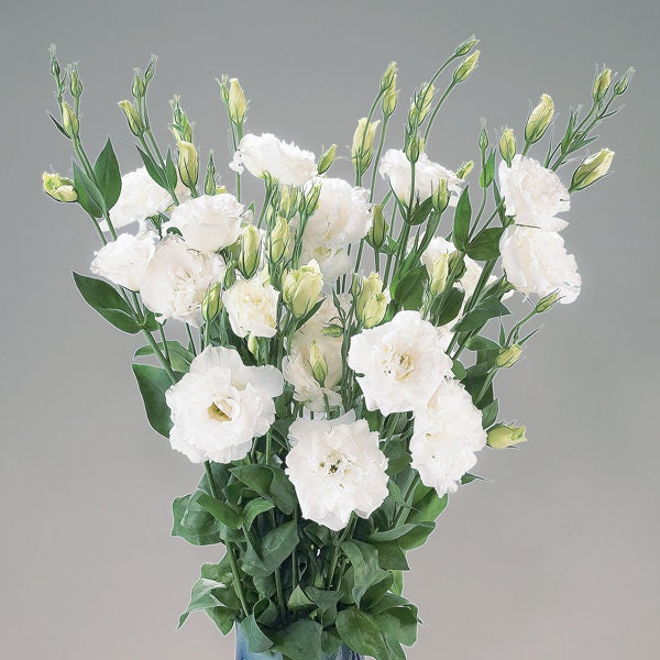 Lisianthus Plant Plugs Etsy