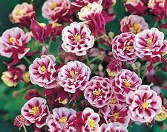 Live Plant Columbine Winky Double Red-White - Live Starter Plant Plug - Woodland Shade Garden