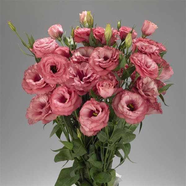 Live Plants Advantage Cherry Sorbet Lisianthus Plugs