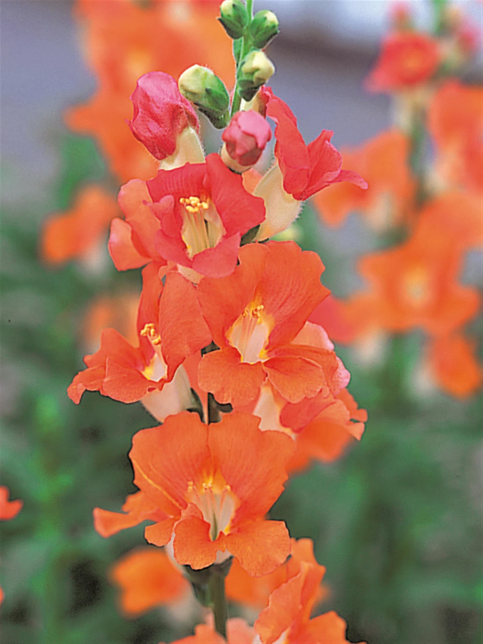 Snapdragon Chantilly Mix Two Live Starter Plant Etsy