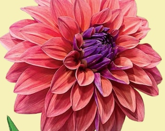 American Dawn Dahlia Tubers - SPRING PREORDERS