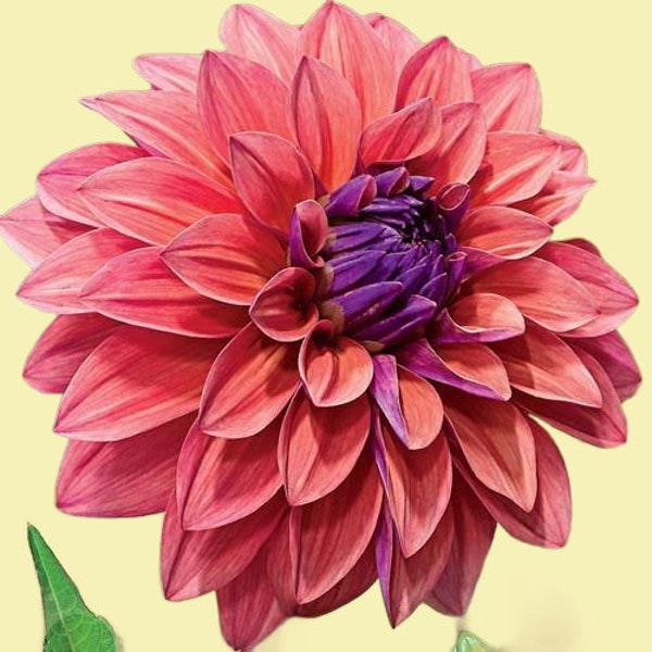 American Dawn Dahlia Tubers