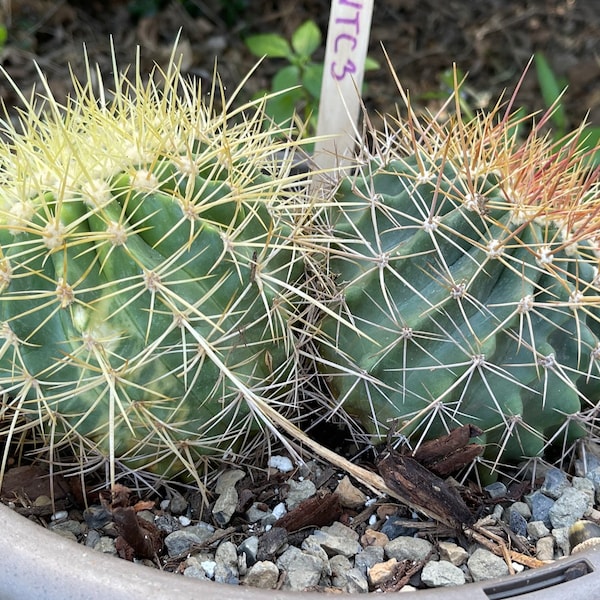 Variegated Ferocactus x Echinocactus Grusonii