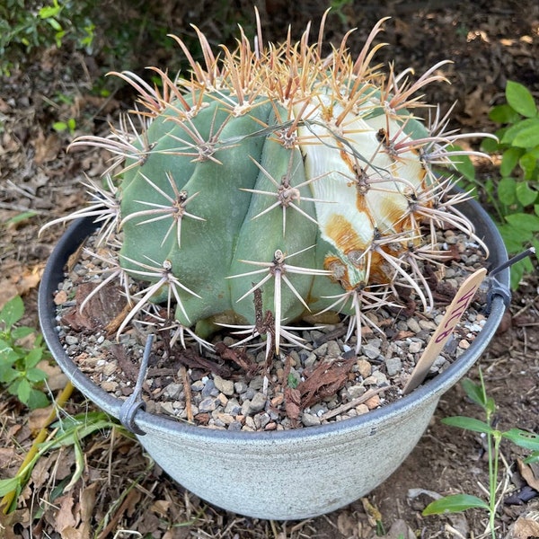 Variegated Ferocactus Recurvus