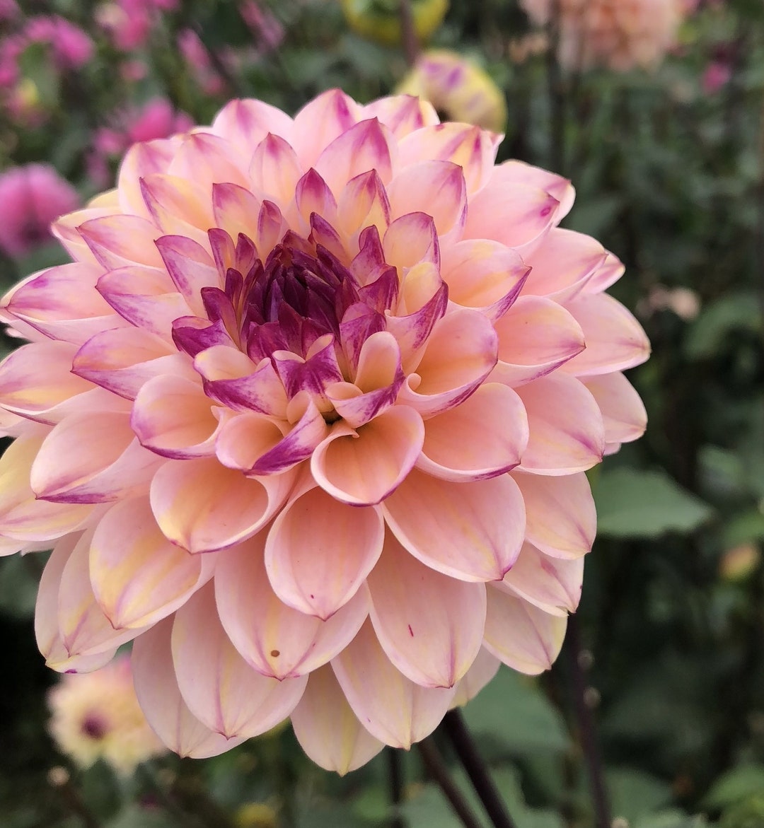 Wine Eyed Jill Dahlia Tubers SPRING PLANTING Etsy