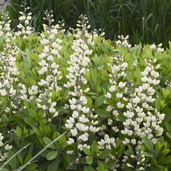 Live Plants Baptisia 'Vanilla Cream Decadence' Bareroot Plant | Wild Indigo Bush