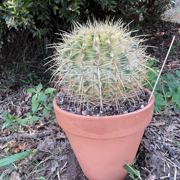 Variegated Ferocactus x Echinocactus Grusonii