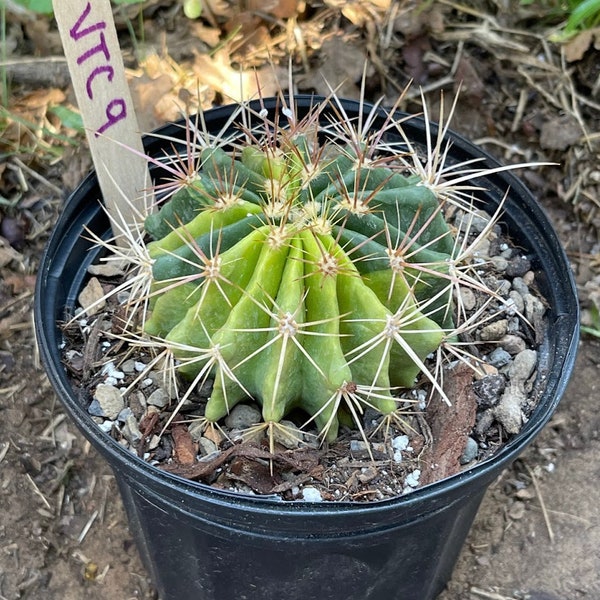 Variegated Ferocactus Stainesii