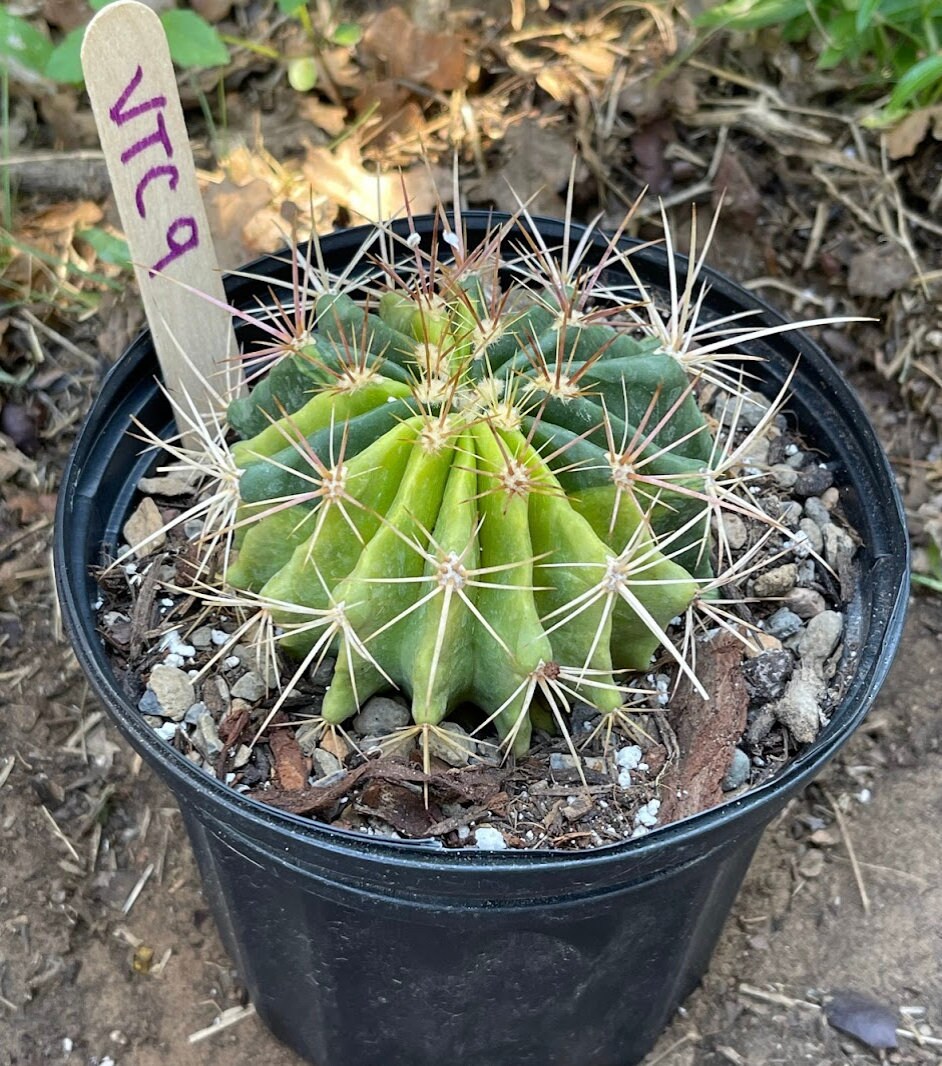 フェロカクタス　斑入り 斑入りフェロカクタス ステイネシ - Etsy 日本