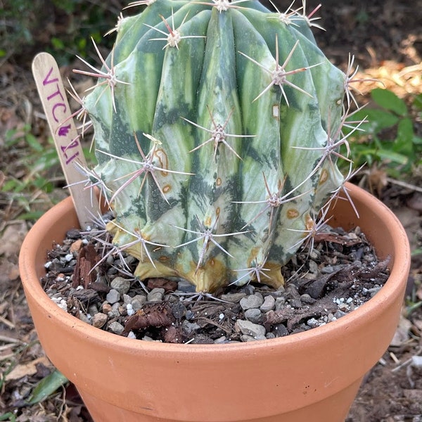 Variegated Ferrocactus Sp.