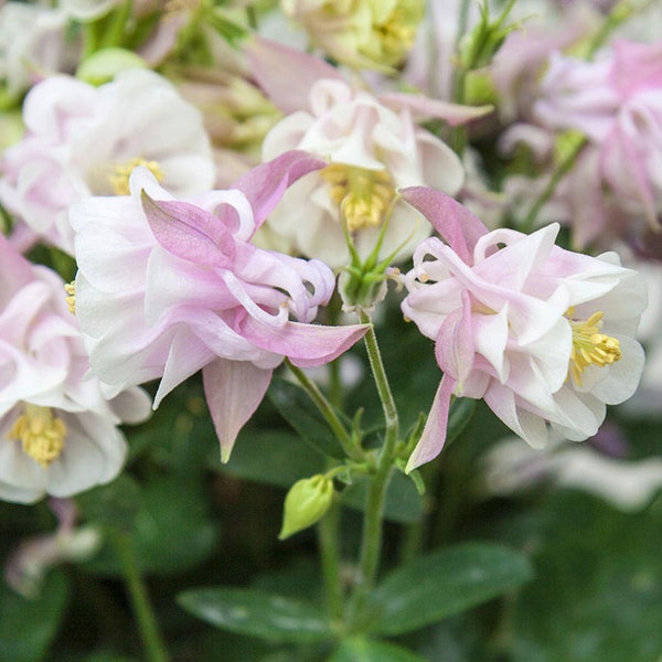 Live Plant Columbine Winky Double Rose-White, Live Starter PLUG Plant, Shade-Tolerant Cut Flower, Woodland Shade Garden
