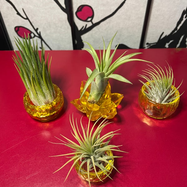 Summer Yellow Air Plants