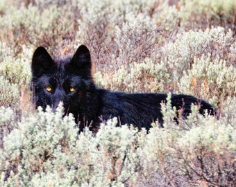 Estampado de lobo / Foto de lobo / Lobo negro / Arte de la vida silvestre / Estampado de Yellowstone / Fotografía de lobos / Lobo de Yellowstone / Retrato de lobo / Decoración de cabaña