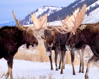 Impresión de alce / Lienzo de alce / Acrílico de alce / Impresión de vida silvestre / Impresión de animales / Fotografía de alce / Grand Tetons / Retrato de alce / Decoración de cabaña